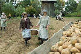 zbiów ziemniaków 1