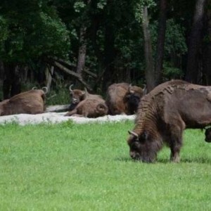 Żubry w Jankowicach